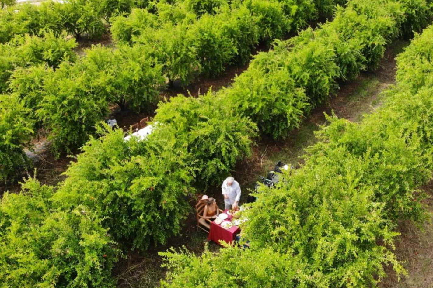 La Imperfecta produce zumo de naranja sangunelli ecológico