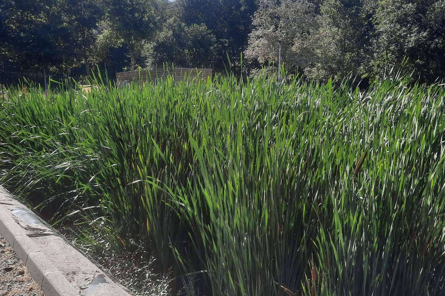 Los humedales, una alternativa medioambiental de reciclaje de aguas residuales, GoldProjects