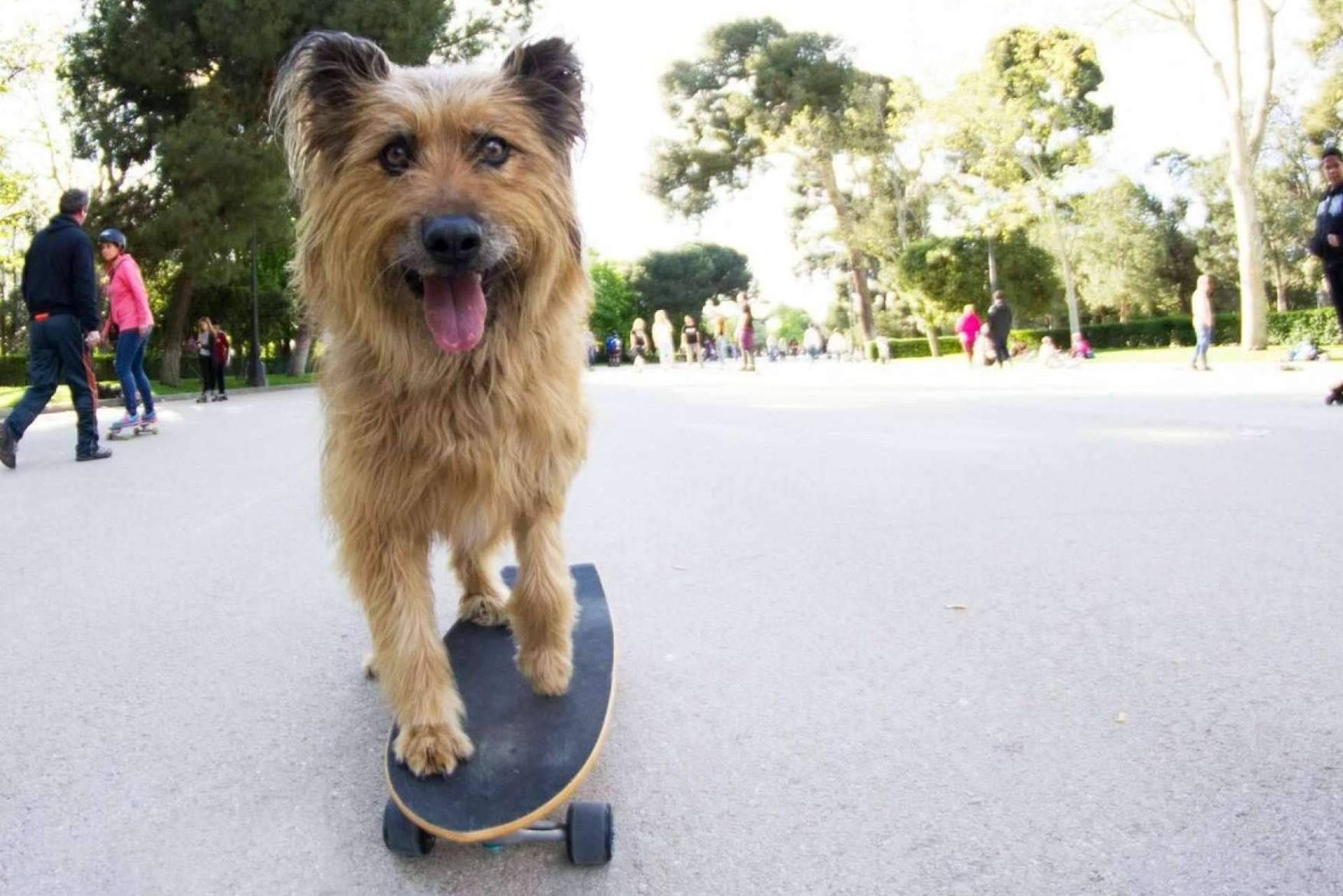 Amazdog se corona como líder de adopciones en España por 4° año consecutivo