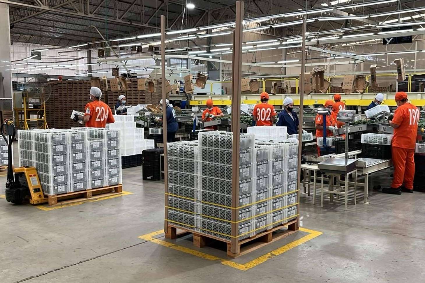 Green Life Export, un gran exportador de aguacates colombianos auténticos y de calidad