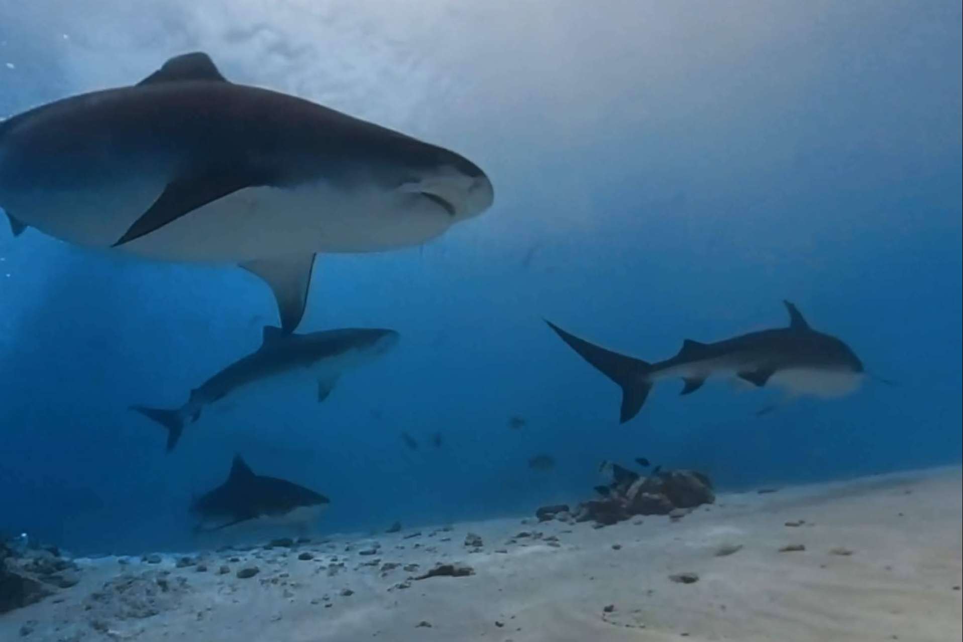 Buceo seguro con tiburones tigre en Fuvahmulah, una experiencia inolvidable y segura con Drop Dive Maldives