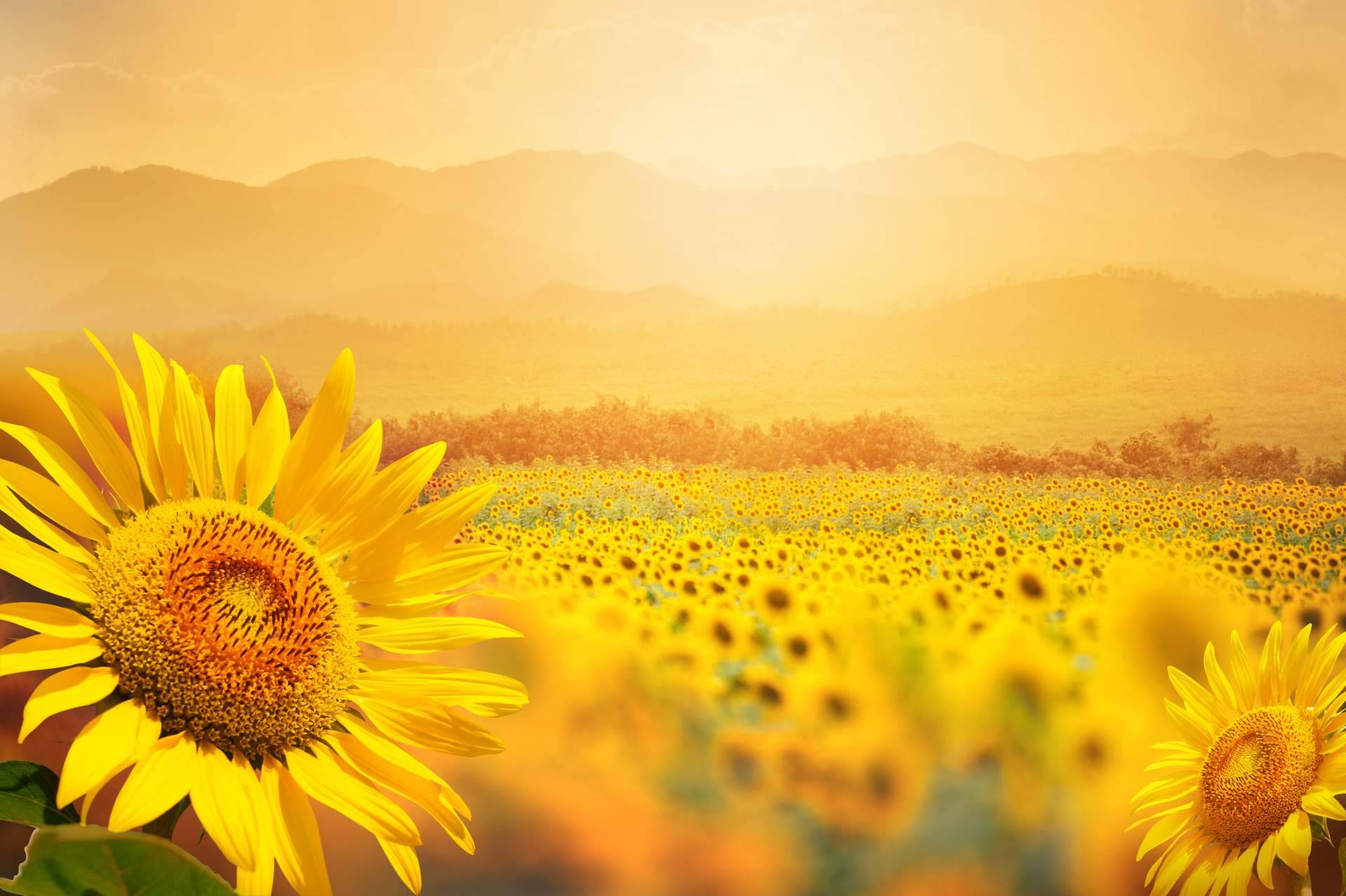 Sumergirse en la naturaleza con campos de girasoles en Barcelona