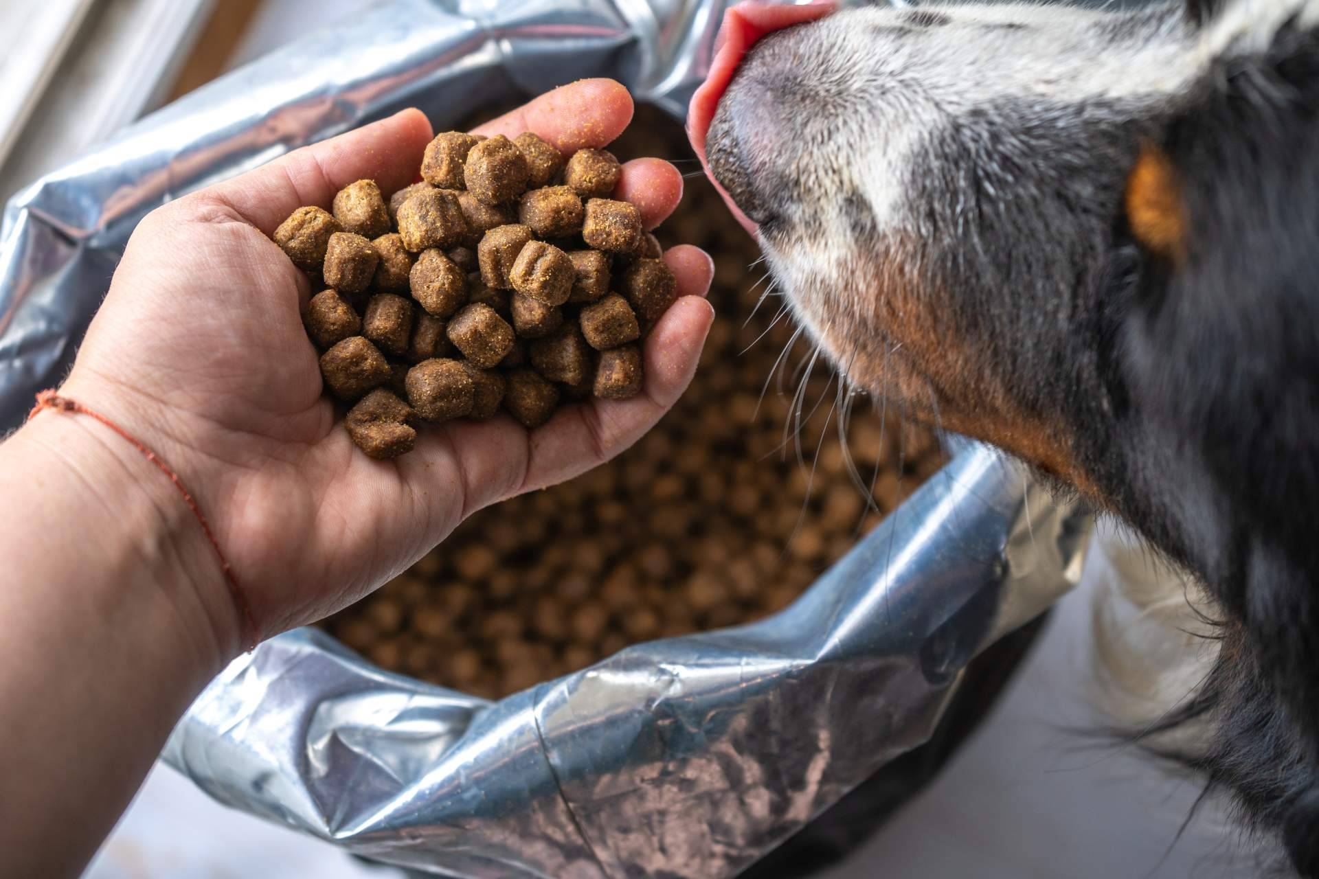Can Xana, especialistas en comida para perros saludable