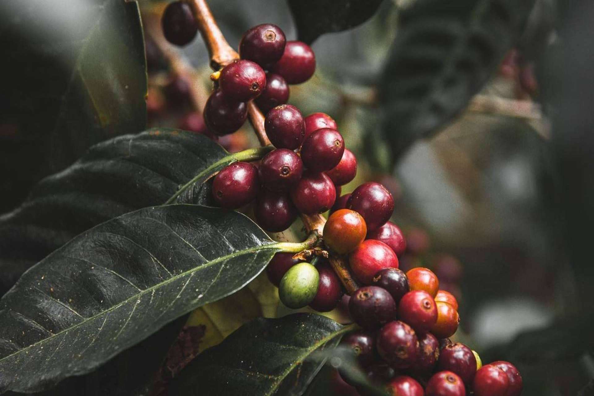 El Auge del Café de Lujo, cómo Catuai está transformando la experiencia del buen café