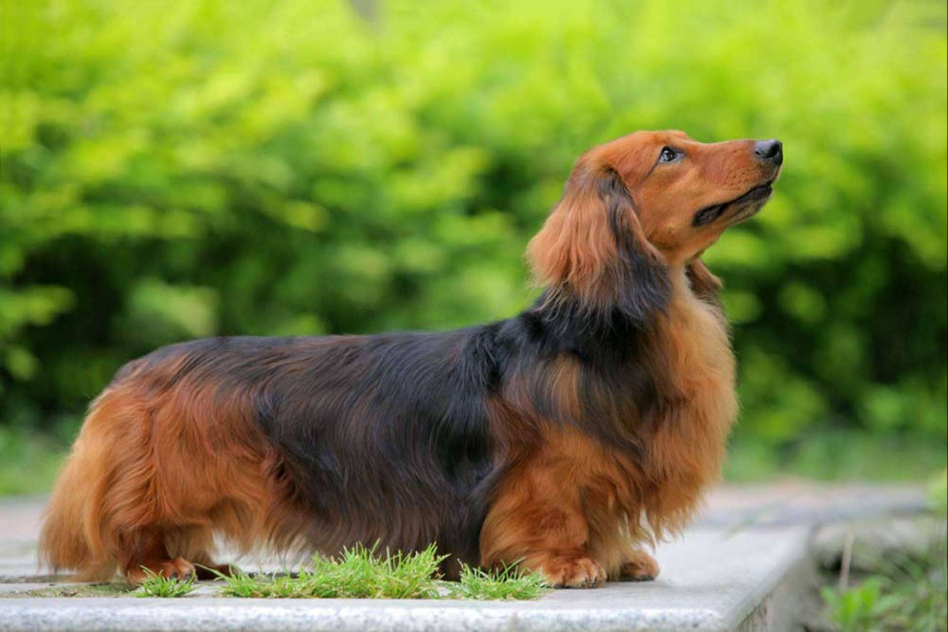 Teckel, todo sobre esta raza canina conocida como perros salchicha