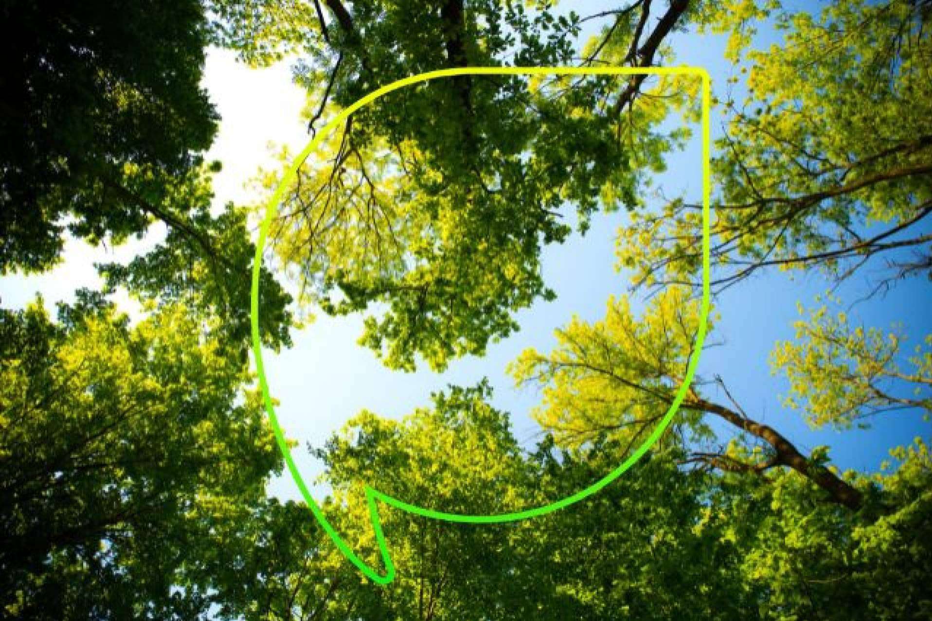 EccoForest, el bosque de EccoFreight que absorbe más de 635,000 kilogramos de CO2 al año