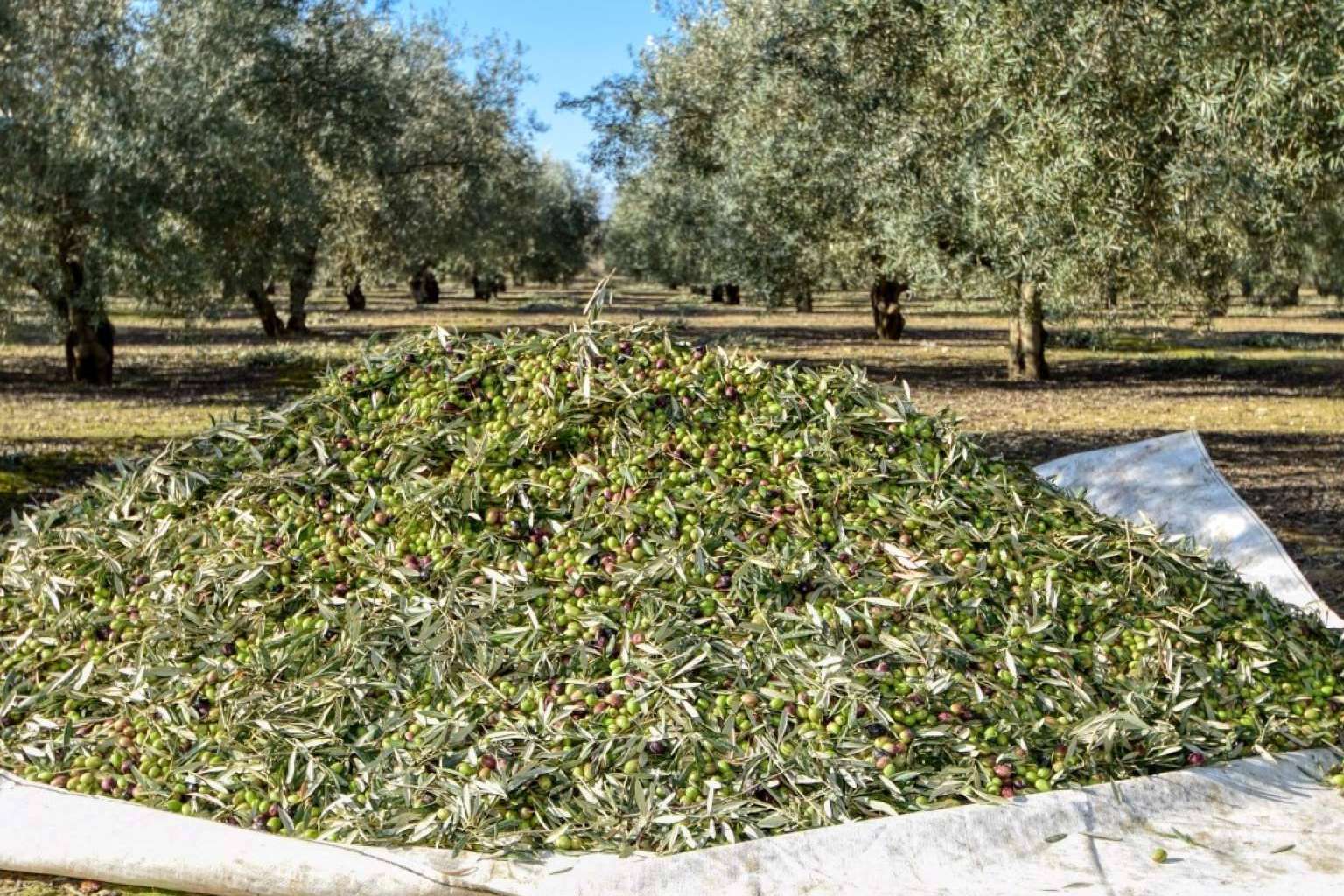 Beneficios del aceite de oliva sin filtrar en la salud de los consumidores, por Tercio de las Torres