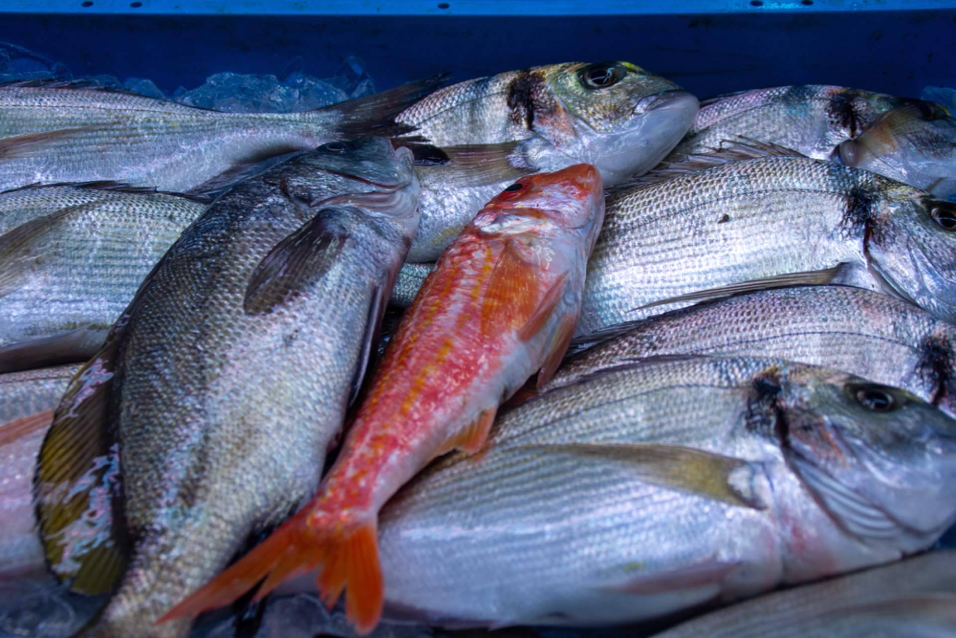 Pescadería Younes Ceuta ofrece productos frescos y de alta calidad directamente del mar