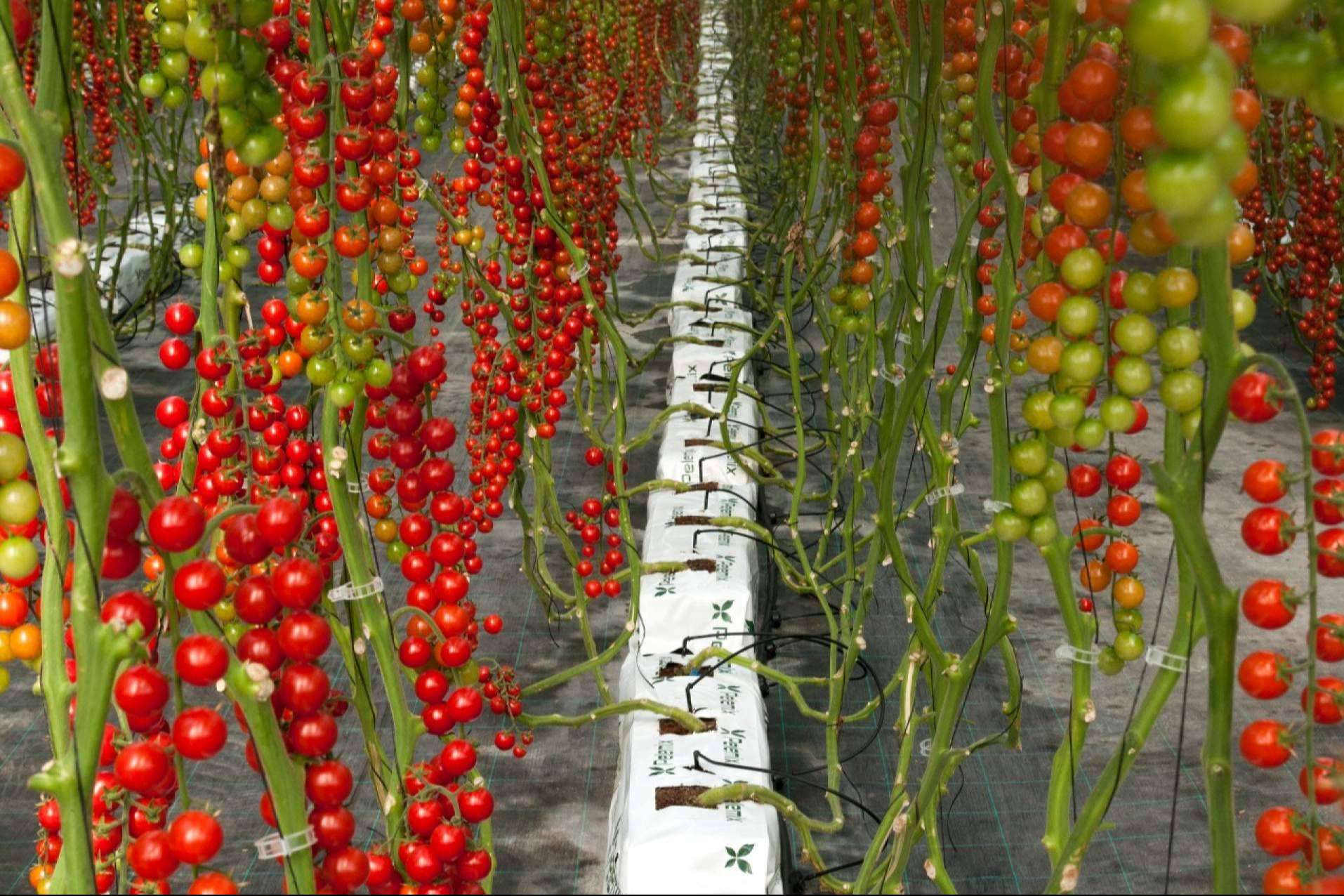 Sustratos de coco, la clave para cultivos de tomates en invernaderos