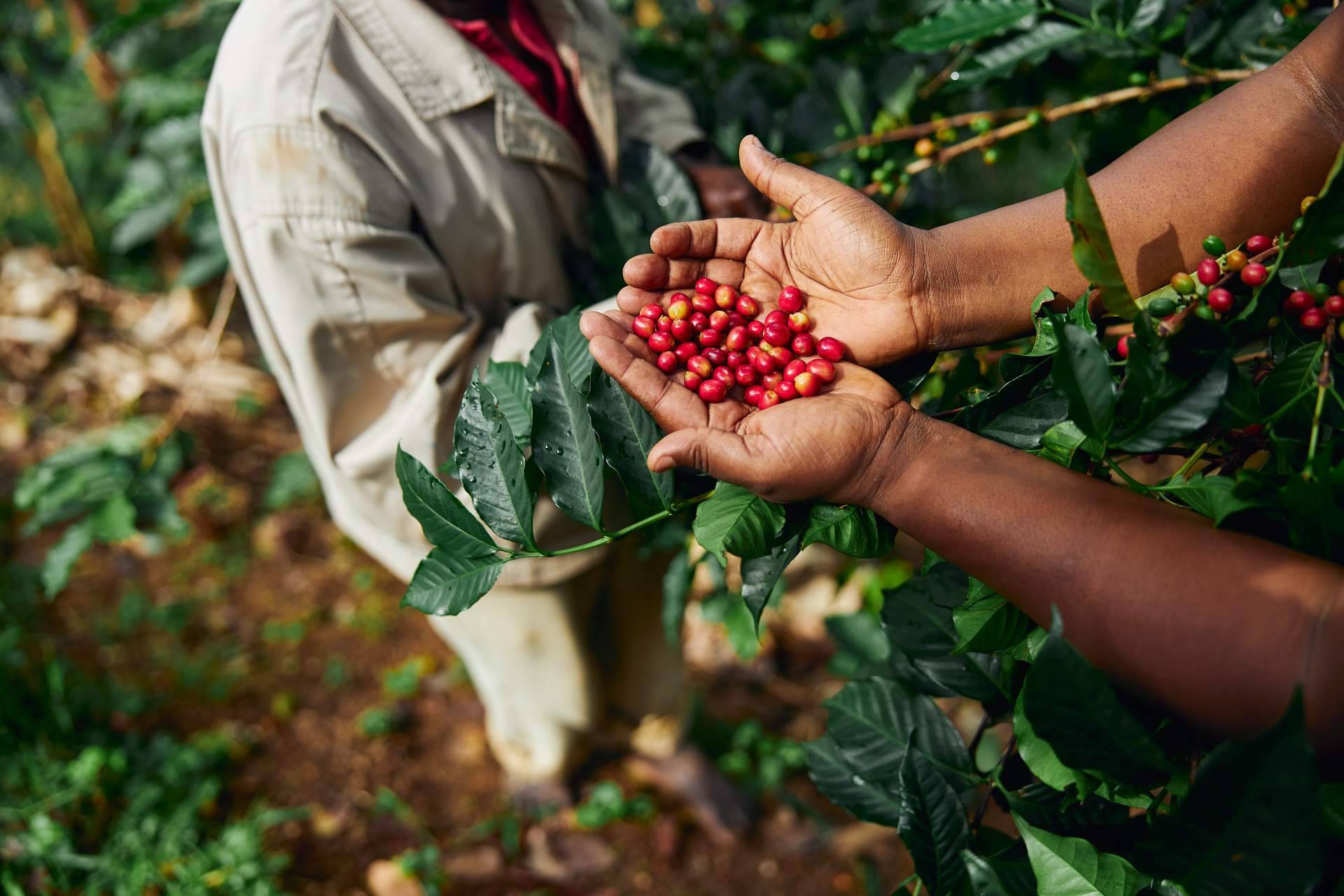 El café de la finca a la taza, CAFEPARACASA transforma el café en casa con granos de especialidad