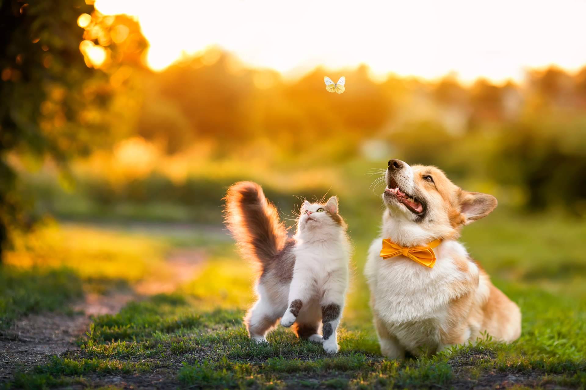 Miss Patitas Peludas, el ecommerce que facilita la compra de comida de calidad para gatos y perros
