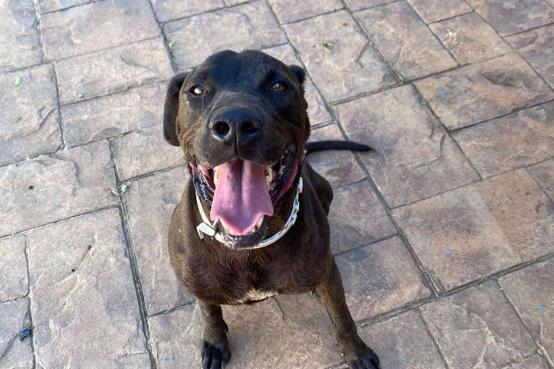 SOS Salvando Vidas transforma historias de abandono en adopciones responsables