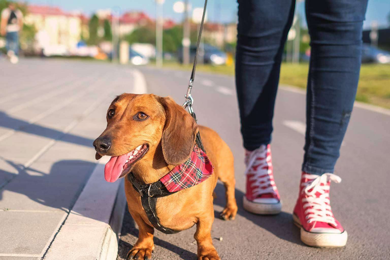 ¿Qué tipos de Seguro de Mascotas ofrece Línea Directa?