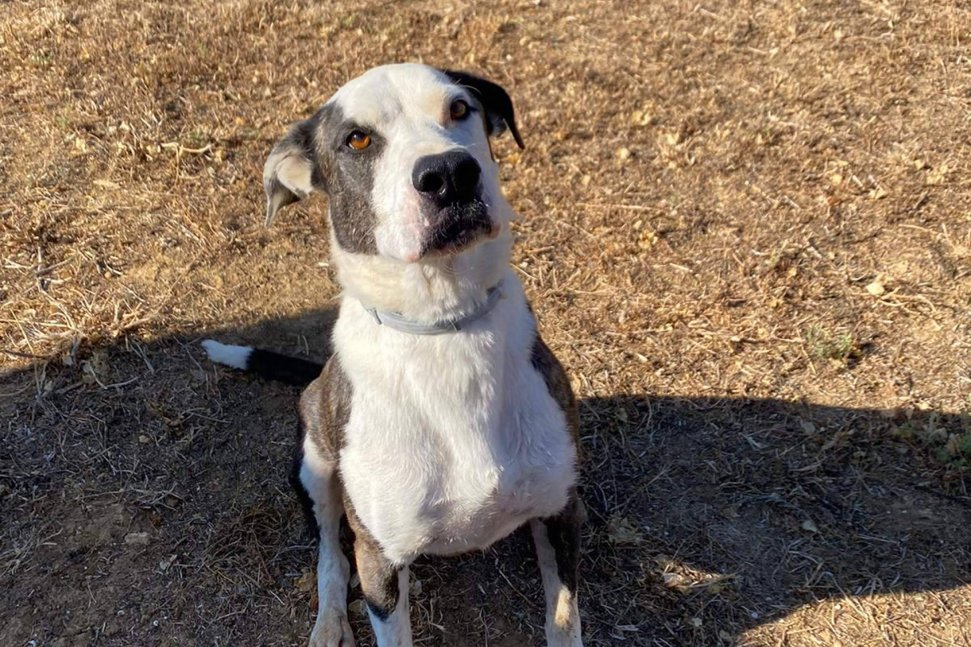 SOS Salvando Vidas España refuerza su labor ante el repunte del abandono animal en el periodo estival